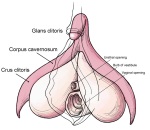 Diagram of the clitoris and crura (clitoral legs or claws)